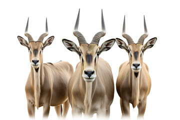 Group of an eland on white background., Wildlife Animals.