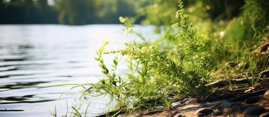 Naklejka premium river plants