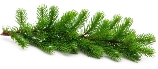 A single branch of a Christmas fir tree colored green can be found alone on a white background - obrazy, fototapety, plakaty