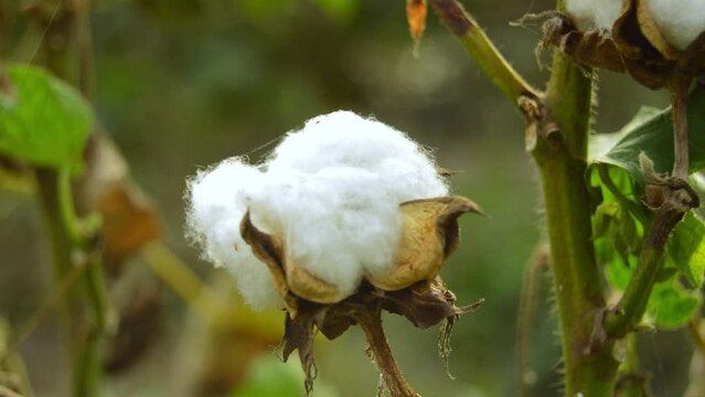 Cotton on plant. Opened green Cotton boll. White cotton flower. Raw organic cottons. Cottons field. Close up of white cottons flower. Cottons use for industrial things. Asian and urban Cotton.