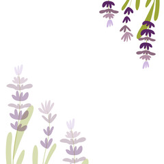 illustration lavender on isolated background.