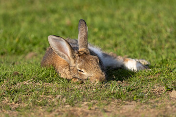 Ein schlafendes Wildkaninchen in der Frontale auf einer Wiese liegend