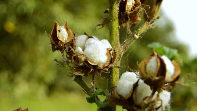 Cotton on plant. Opened green Cotton boll. White cotton flower. Raw organic cottons. Cottons field. Close up of white cottons flower. Cottons use for industrial things. Asian and urban Cotton.