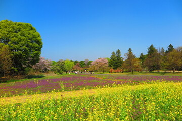 春の公園に咲いた菜の花と色々な草花の風景2