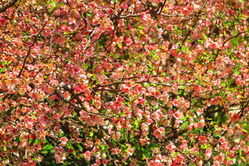 見頃を過ぎた桜の風景1