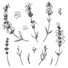 Black line lavender sketch. Vector set of illustrations of fragrant herb. Vintage retro sketch element for design of labels, packaging, textiles and cards. - obrazy, fototapety, plakaty