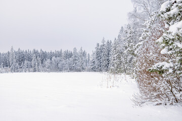 Conifer forest by a lake with snow in the wilderness