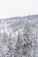 Snowy spruce treetops in a forest valley at winter