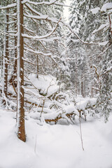 Forest ravine with an old fallen tree in the winter