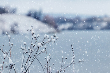 Plants covered with snow by the river during a heavy snowfall