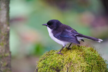 Beautiful Dark-backed Sibia, the beautiful black and white bird found in high moutain in tropical countries