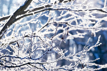 The interweaving of frost-covered tree branches in winter creates an amazing pattern
