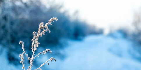 A dry plant covered with frost in winter against the background of trees by the road
