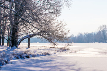 Winter landscape with trees by the river on a sunny day