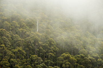 Eucalyptus Rainforest in fog, Tasmania, Australi