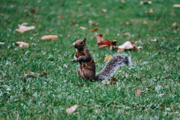 London, United Kingdom - September 25, 2023: A squirrel in Hyde Park in central London