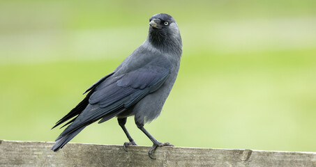 Western Jackdaw, Corvus monedula, perched on a wooden fence