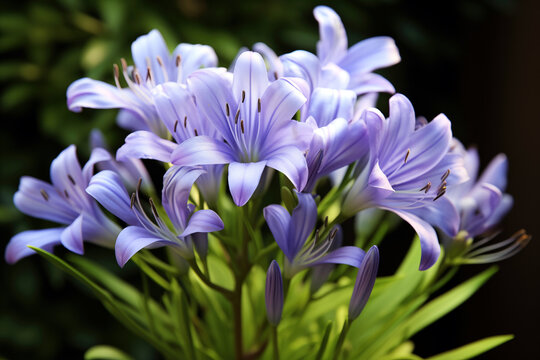 Closeup for purple Agapanthus africanus (African lily) in the garden with blurred dark background. High quality photo
