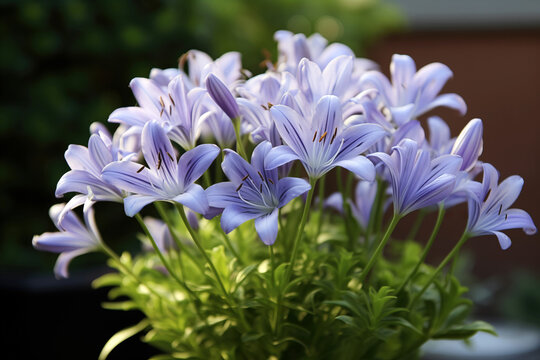 Closeup of purple flower Agapanthus africanus (African lily) in the garden with blurred background. High quality photo