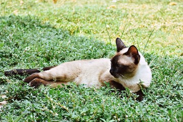 Siamese cat enjoy and relax in garden with natural sunlight. Select and soft focus.