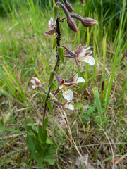 The marsh helleborine (Epipactis palustris) flowering with the flowers with sepals that are coloured deep pink. The labellum is white with red or yellow spots