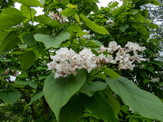 Northern Catalpa (Catalpa speciosa) with large, heart-shaped leaves flowering with trumpet shaped,...
