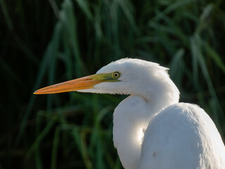 Close-up shot of the Great or common egret (Ardea alba) with pure white plumage, long neck and yellow bill outdoors