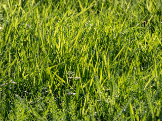 Close-up of long, green grass with different depth of field growing in lawn in spring in bright sunlight. Nature background