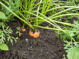Close-up of a carrot root growingin soil in garden in summer. Homegrown vegetables