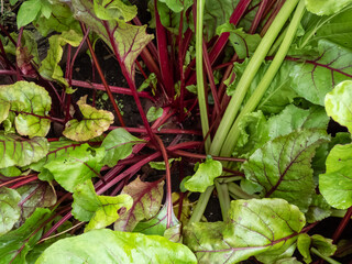 Big, ripe beet (Beta vulgaris) roots growing in soil in vegetable bed with green and red veined leaves in the garden in summer