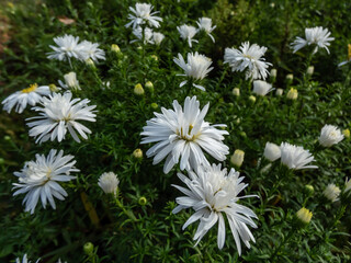 Close-up of the Michaelmas Daisy (Aster dumosus) 'Kristina' flowering with semi-double yellow eyed...