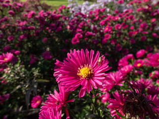 Close-up of the Michaelmas daisy (Aster dumosus) 'Jenny' flowering with purple-red, semi-double...