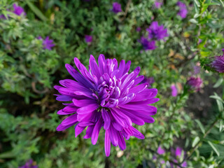 Obraz premium Michaelmas daisy (Aster novi-belgii) 'Fuldatal' flowering with large deep heather-purple flowers in garden in october