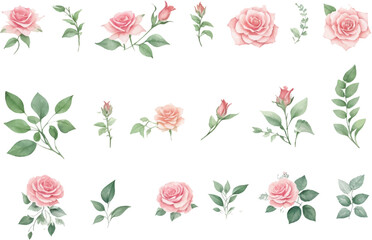 Set of roses flower and leaves in watercolor