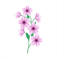 Vector spring pink flower on white background