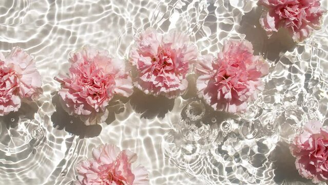 Pink carnation flowers on water surface and falling water drops, waves on white background. Water splash. Pure water with reflections sunlight and shadows. Valentines day texture. High quality 4k 