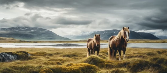 Fototapeten Icelandic equines situated in a meadow close to Akranes © AkuAku