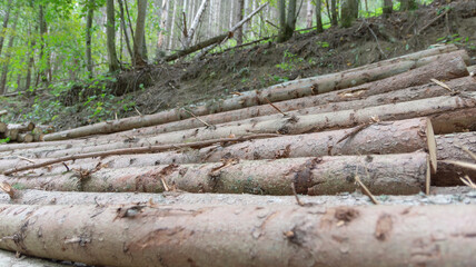 Forest and bundle of wood.