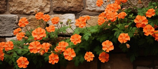 Fototapeta na wymiar On a sweltering summer day in the UK village of Buckden Skipton beautiful flowers in a light shade of orange can be found blooming on a rustic wall in the countryside