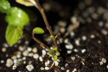 Little and tiny mint or peppermint sprouts, slowly growing in great potting sustrate