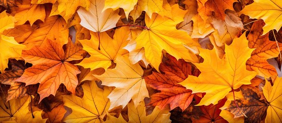 Naklejka na ściany i meble Autumn s golden atmosphere is set by maple leaves in vibrant hues creating a leafy carpet