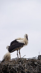 Storks in a nest on a pole 2