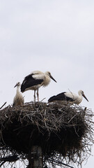 Storks in a nest on a pole