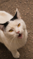 The cat sits and meows