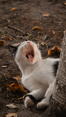 The cat lies on the ground and yawns