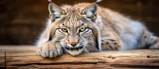 Photo sur Aluminium Lynx A solitary adult lynx reclining calmly on a wooden surface within a zoo