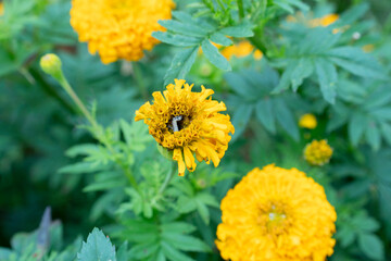 Worm inside blooming flower of marigold