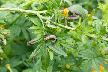 worm on mariglod leaf