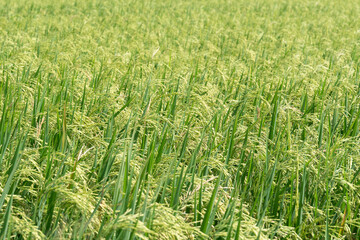 paddy rice and rice field