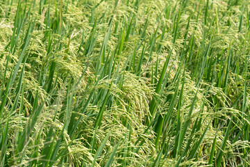 Fototapeta na wymiar paddy rice and rice field